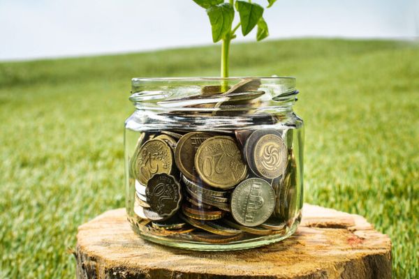 Plant growing in Coins glass jar for money on green grass